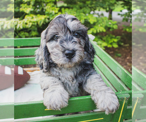 Bernedoodle (Miniature) Puppy for Sale in NARVON, Pennsylvania USA