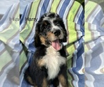 Puppy Harry Bernedoodle