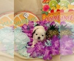 Puppy Puppy 1 Shih Tzu