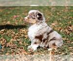 Small Photo #1 Miniature Australian Shepherd Puppy For Sale in MAGNOLIA, TX, USA
