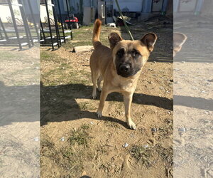 Akita-Unknown Mix Dogs for adoption in Jackson, MS, USA