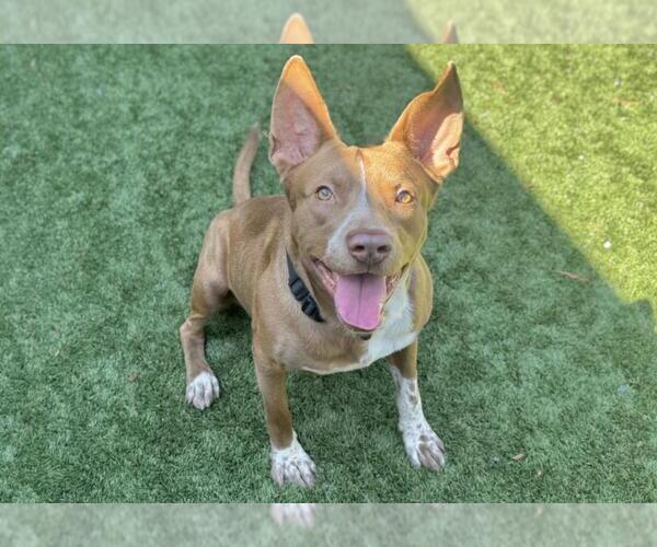 Medium Photo #2 American Pit Bull Terrier-German Shepherd Dog Mix Puppy For Sale in Moreno Valley, CA, USA