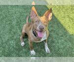 Small #1 American Pit Bull Terrier-German Shepherd Dog Mix