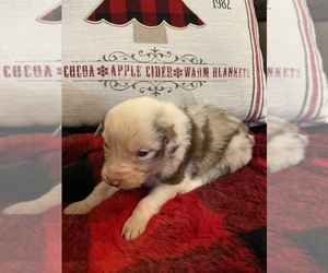 Australian Shepherd Puppy for Sale in WEST PLAINS, Missouri USA
