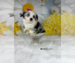 Small Photo #5 Aussiedoodle Miniature  Puppy For Sale in RIPLEY, MS, USA