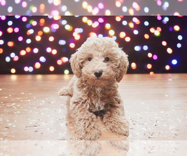 Medium Photo #7 Poodle (Miniature) Puppy For Sale in DUNDEE, OH, USA