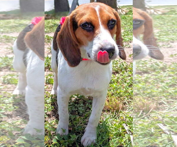 Medium Photo #6 Beagle Puppy For Sale in Dunnellon, FL, USA