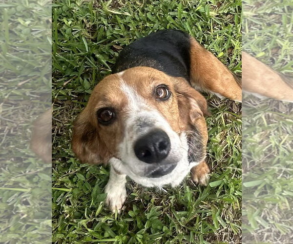 Medium Photo #7 Beagle Puppy For Sale in Dunnellon, FL, USA