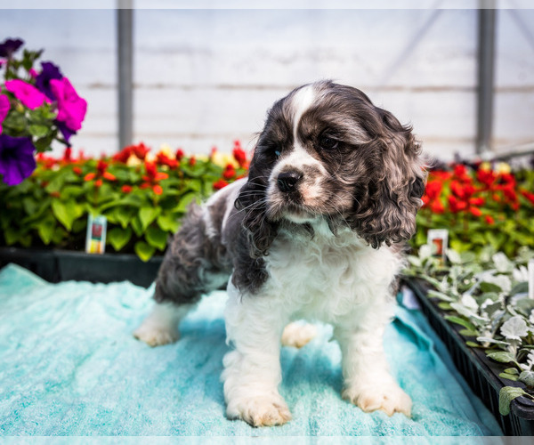 Medium Photo #8 Cocker Spaniel Puppy For Sale in WAKARUSA, IN, USA