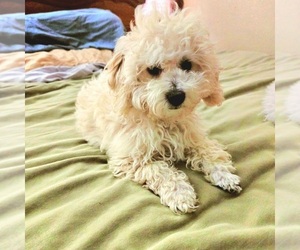 Poodle (Toy) Puppy for sale in LEANDER, TX, USA