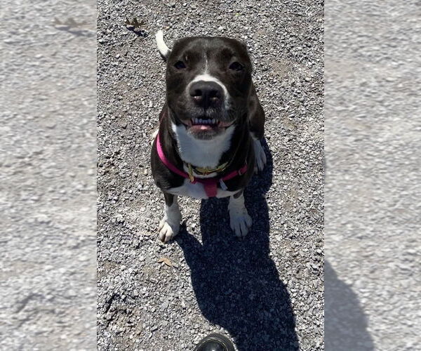 Medium Photo #3 Labrador Retriever-Unknown Mix Puppy For Sale in New Orleans, LA, USA