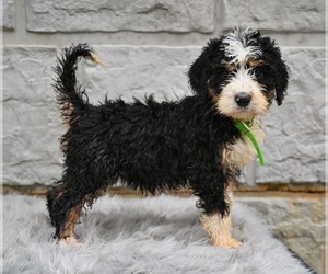 Bernedoodle Puppy for sale in MILLERSBURG, OH, USA