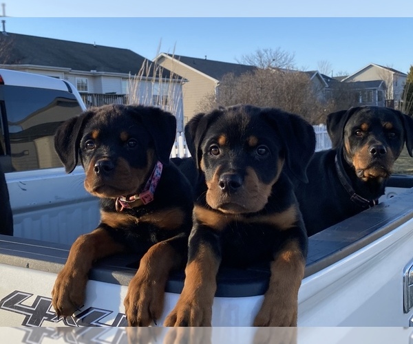 Medium Photo #5 Rottweiler Puppy For Sale in NORMAL, IL, USA