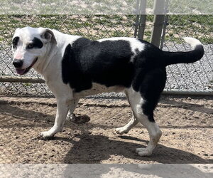 Border Collie-Unknown Mix Dogs for adoption in Pryor, OK, USA