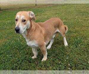 American Pit Bull Terrier-Basset Hound Mix Dogs for adoption in Grovetown, GA, USA