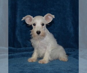 Schnauzer (Miniature) Puppy for sale in BARNESVILLE, KS, USA