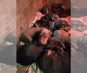 Doberman Pinscher Puppy for Sale in BEGGS, Oklahoma USA