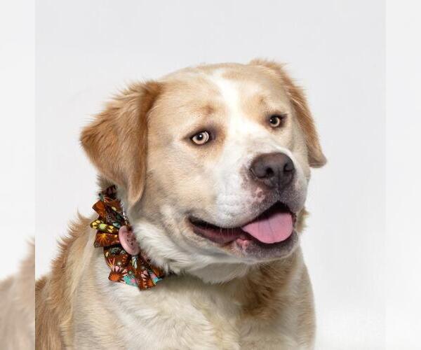 Medium Photo #1 Australian Shepherd-Unknown Mix Puppy For Sale in Santa Maria, CA, USA