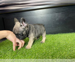 Small Photo #2 French Bulldog Puppy For Sale in LA MIRADA, CA, USA