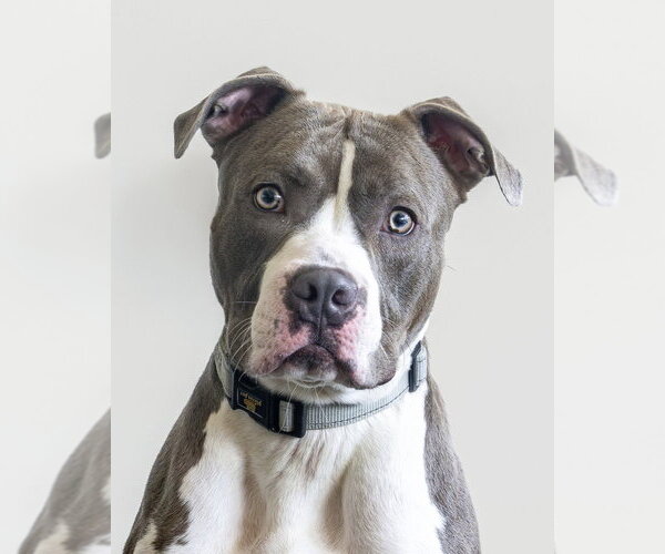 Medium Photo #29 Bullboxer Pit Puppy For Sale in Brewster, NY, USA