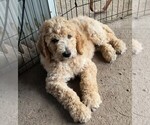 Puppy Popsicle Goldendoodle