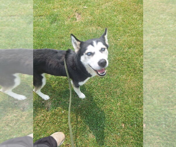 Medium Photo #2 Huskies -Unknown Mix Puppy For Sale in Pierceton , IN, USA