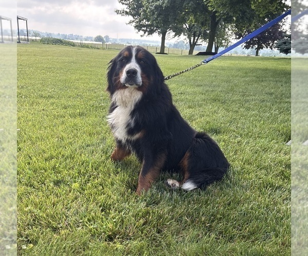Medium Photo #1 Bernese Mountain Dog Puppy For Sale in MIDDLEBURY, IN, USA