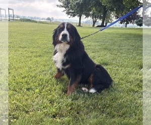 Mother of the Bernese Mountain Dog puppies born on 05/08/2026