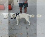 Small Photo #6 Great Pyrenees-Unknown Mix Puppy For Sale in Dallas, TX, USA