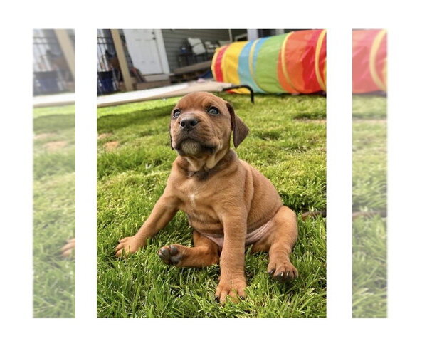 Medium Photo #3 Mutt Puppy For Sale in Mooresville, NC, USA