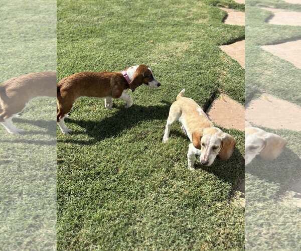 Medium Photo #5 Mutt Puppy For Sale in Turlock, CA, USA