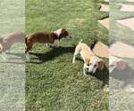 Small #4 Mutt