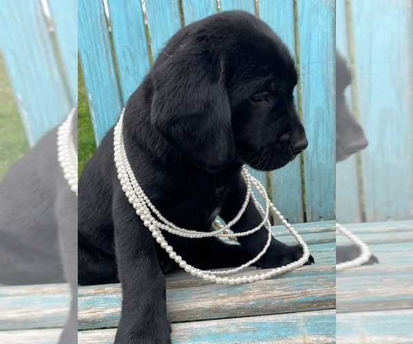 Medium Photo #25 Labrador Retriever Puppy For Sale in SAINT ELMO, IL, USA