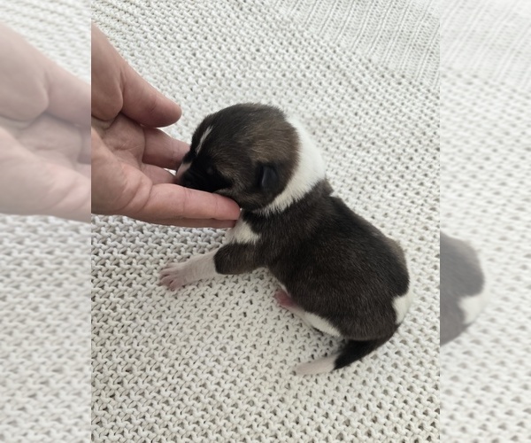 Medium Photo #3 Akita Puppy For Sale in STRAFFORD, MO, USA