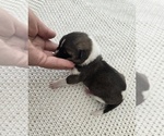 Small Photo #4 Akita Puppy For Sale in STRAFFORD, MO, USA