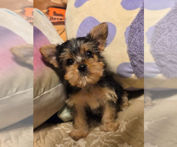 Medium Photo #2 Yorkshire Terrier Puppy For Sale in PITTSBURG, KS, USA