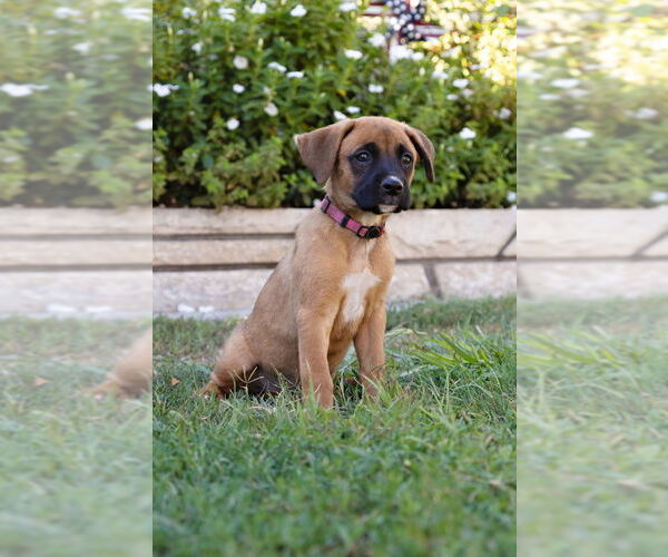 Medium Photo #1 Boxer Puppy For Sale in Dana Point, CA, USA