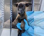 Small Mutt