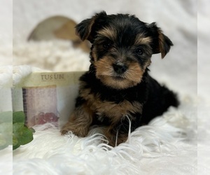 Yorkshire Terrier Puppy for sale in ROCK STREAM, NY, USA