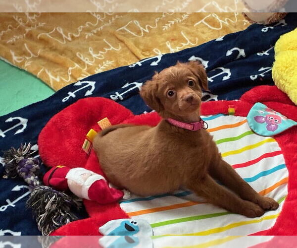 Medium Photo #4 Chihuahua-Unknown Mix Puppy For Sale in Plymouth, MN, USA