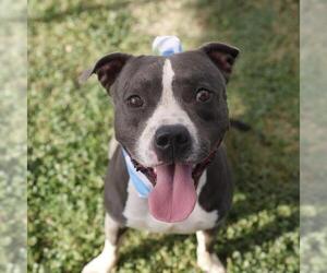 American Staffordshire Terrier-Unknown Mix Dogs for adoption in San Antonio, TX, USA