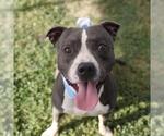 Small American Staffordshire Terrier Mix