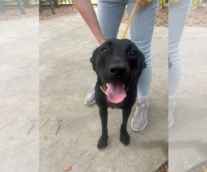Labrador Retriever-Unknown Mix Dogs for adoption in Hilton Head, SC, USA