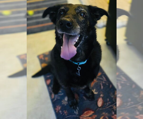 Medium Photo #2 Shepradors Puppy For Sale in Princeton, MN, USA