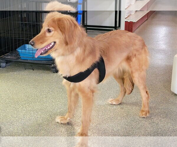 Medium Photo #2 Golden Retriever Puppy For Sale in Glendale , AZ, USA