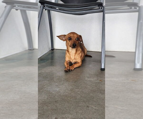 Medium Photo #3 Chiweenie Puppy For Sale in Oak Bluffs, MA, USA