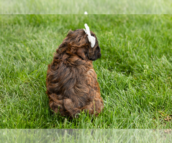 Medium Photo #5 Shih-Poo Puppy For Sale in NAPPANEE, IN, USA