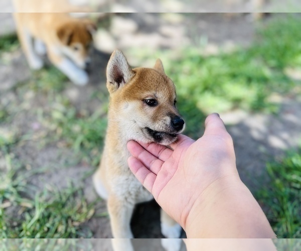 Medium Photo #31 Shiba Inu Puppy For Sale in FREMONT, CA, USA