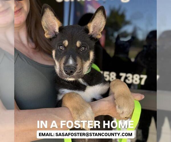 Medium Photo #1 Siberian Husky-Unknown Mix Puppy For Sale in Modesto, CA, USA