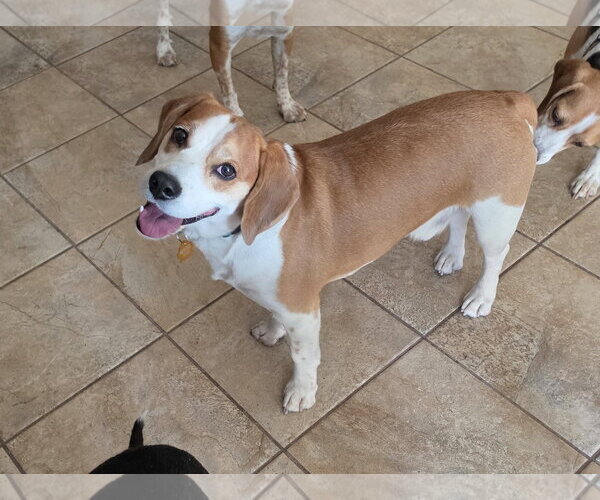 Medium Photo #2 Beagle Puppy For Sale in Las Vegas, NV, USA